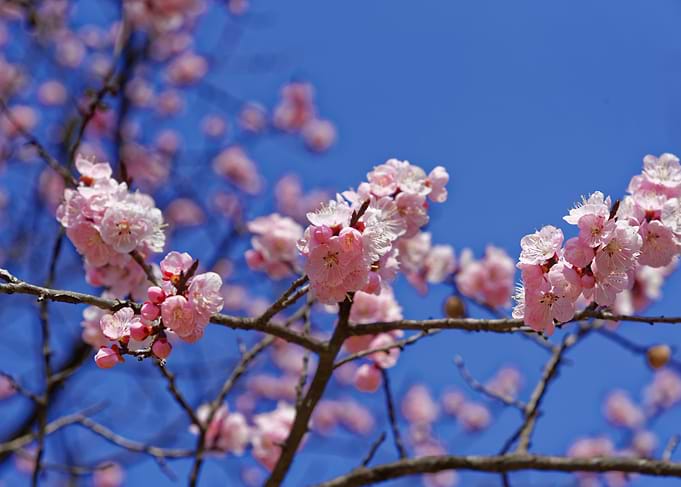 Pink blossoms against a blue sky