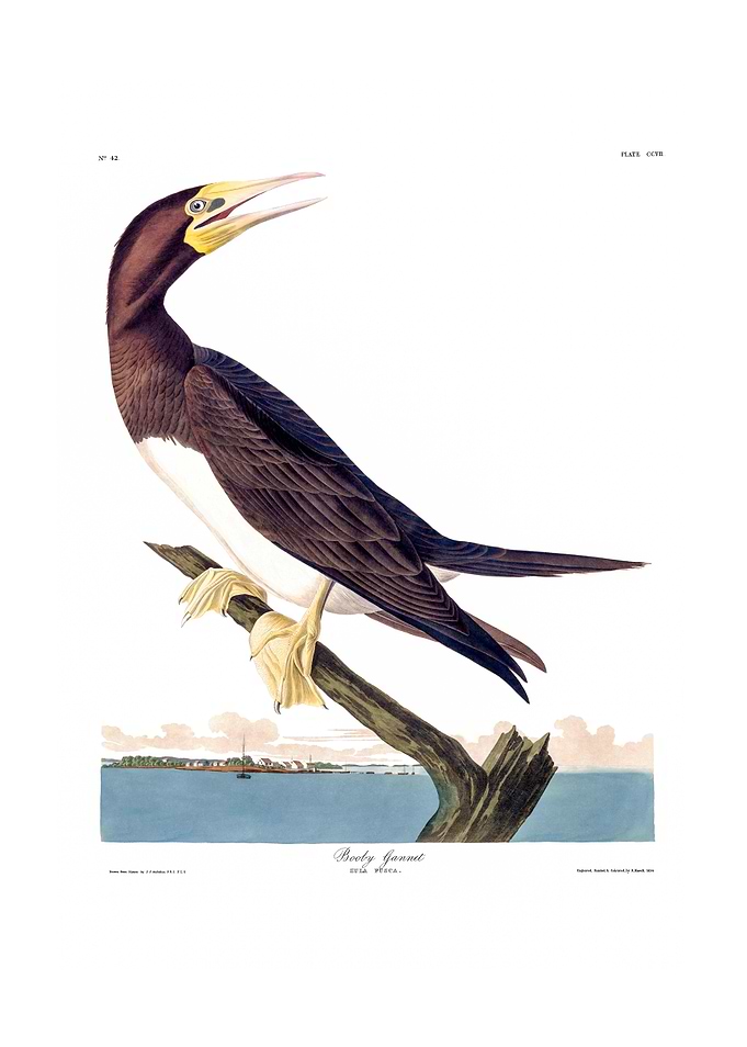 The Birds of America - Booby Gannet