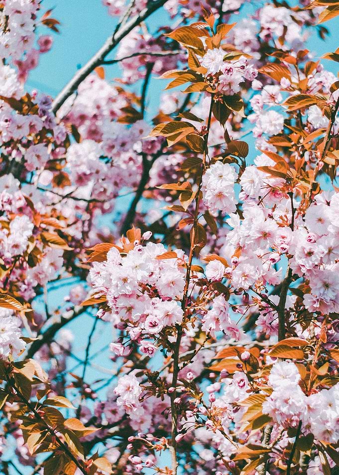 Cherry Blossom Tree in Full Bloom Nature Flowers