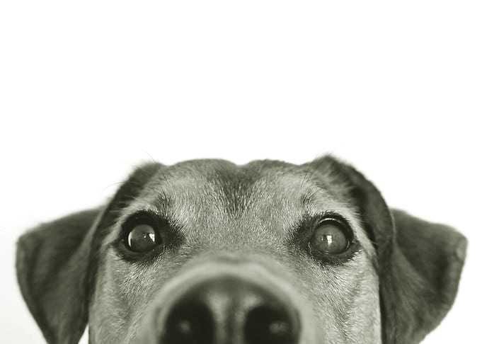 Close-up Dog Portrait