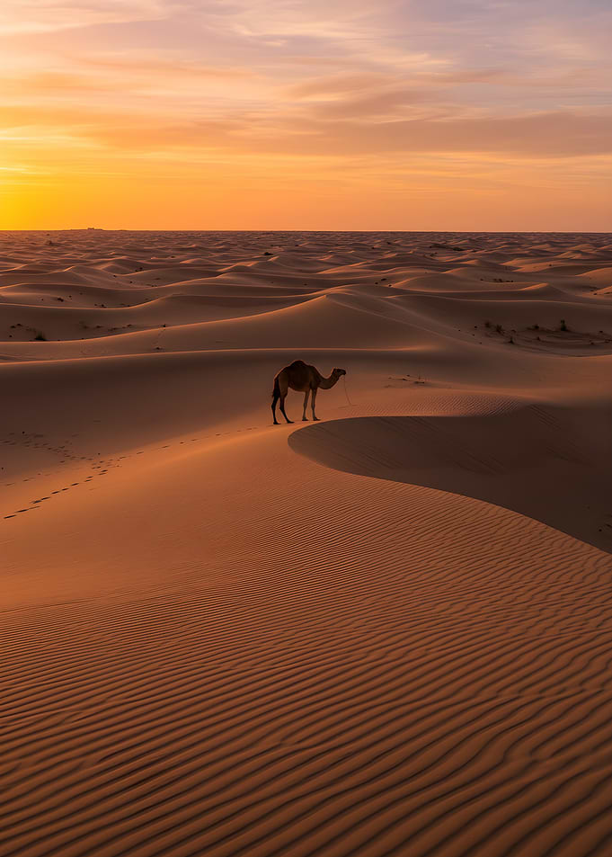 Camel in Desert at Sunset