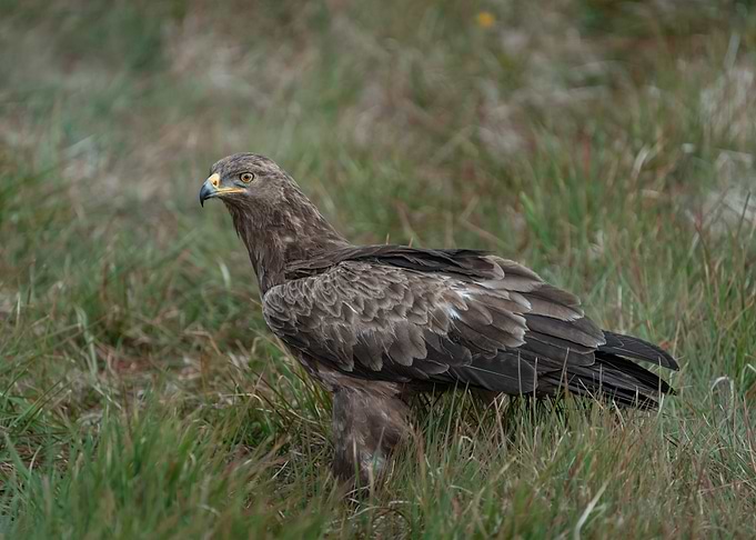 Lesser Spotted Eagle in Grassy Field