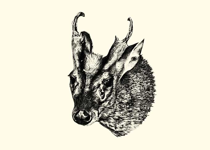 Muntjac Deer Head Sketch