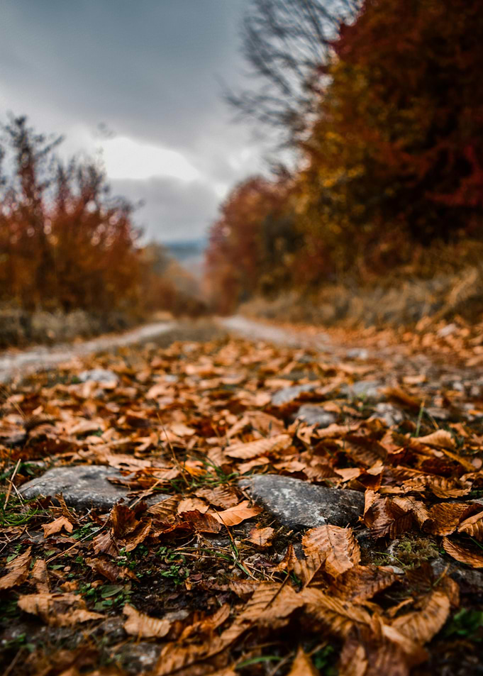 Autumn path covered in fallen leaves Nature