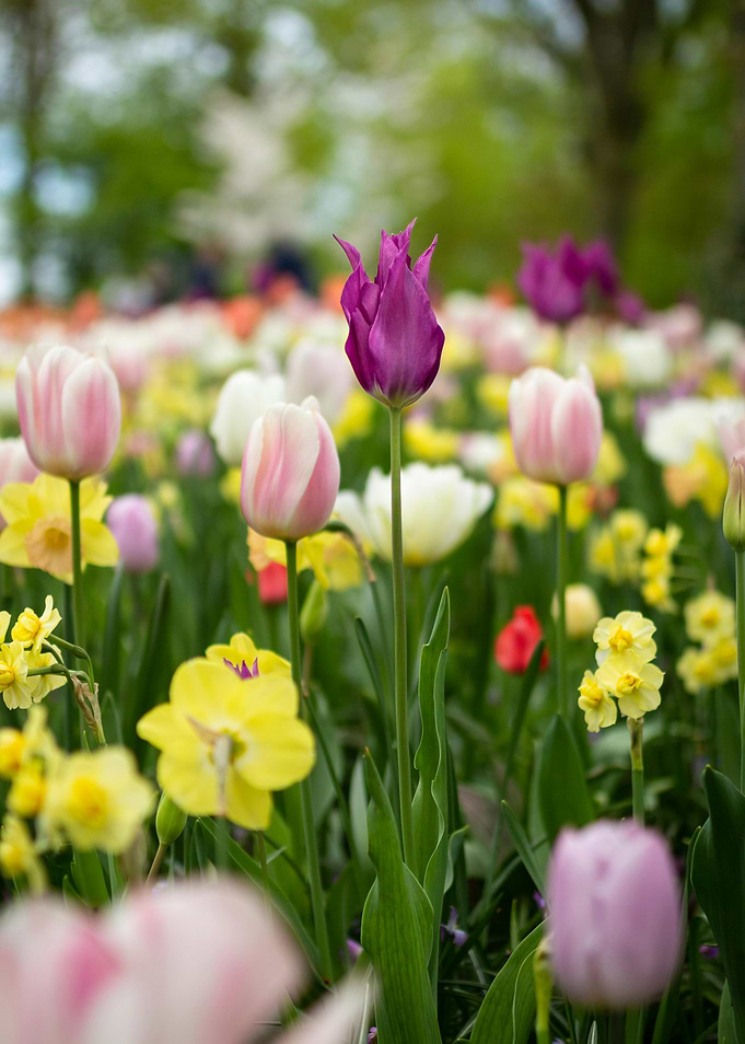 Colorful Tulip Garden Flowers Nature
