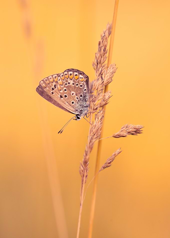 Butterfly on Wheat