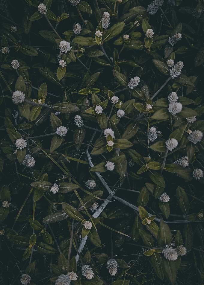 Floral pattern with white flowers