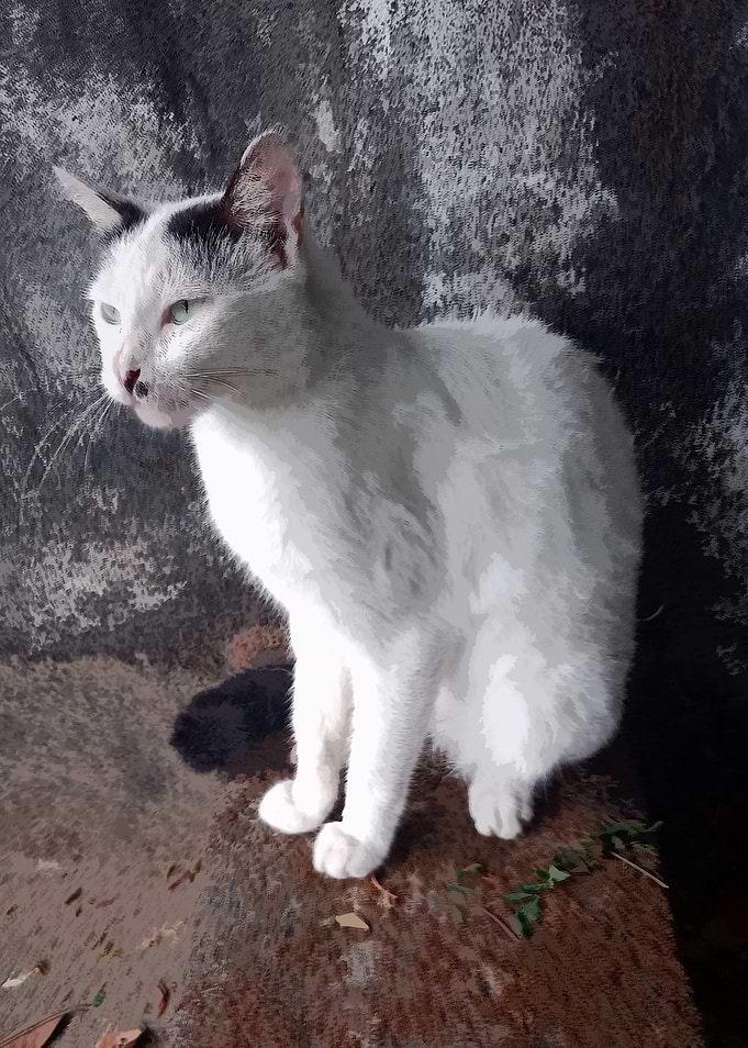 White Cat Portrait