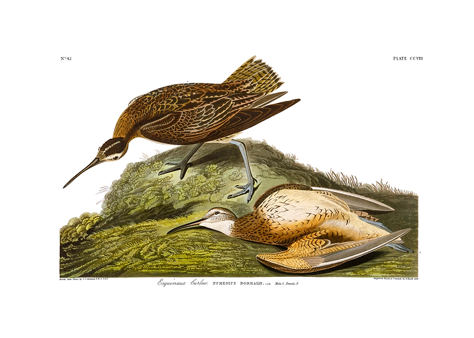 The Birds of America - Esquimaux Curlew