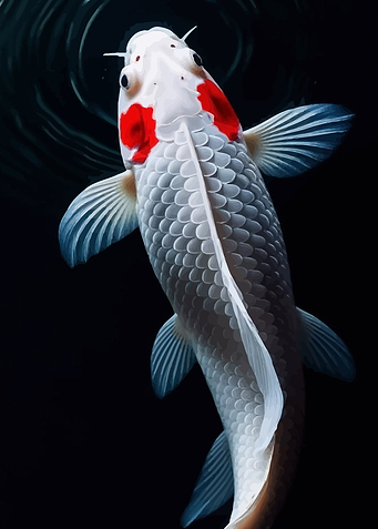 Koi Fish Close-Up
