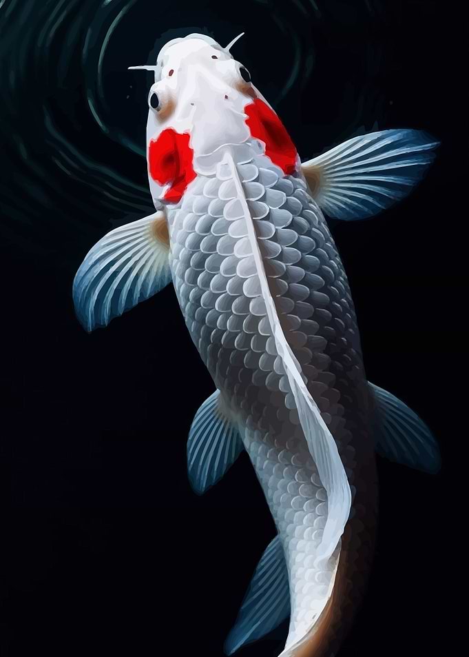 Koi Fish Close-Up