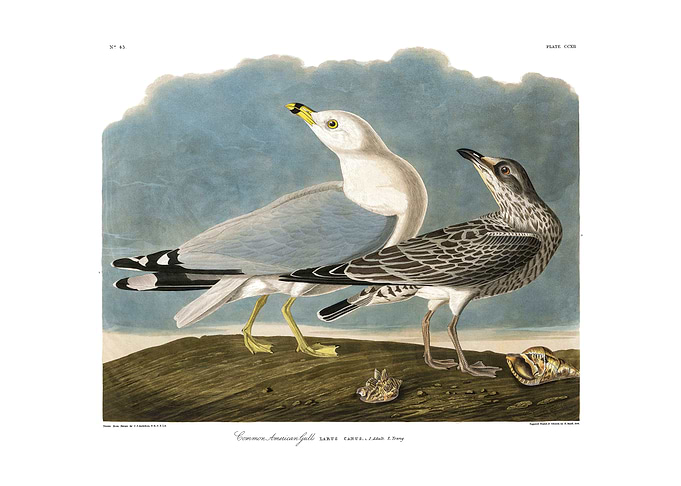 The Birds of America - Common American Gull
