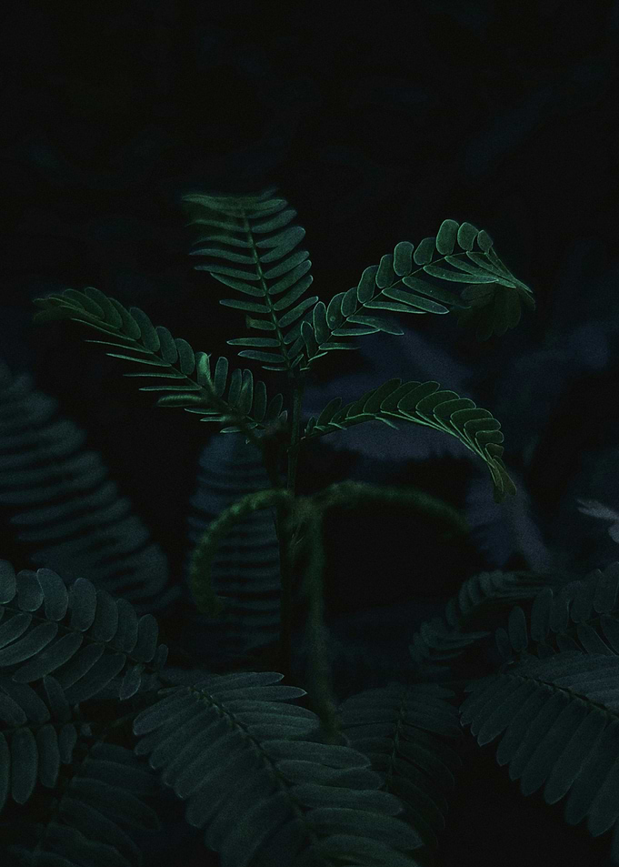 Fern Plant in Dark Setting