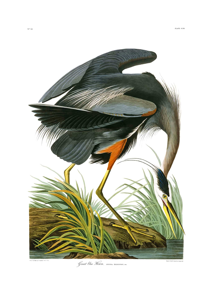 The Birds of America - Great Blue Heron