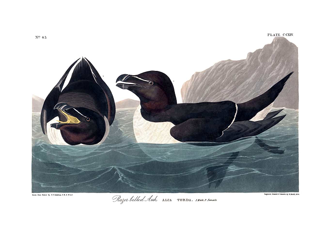 The Birds of America - Razor-billed Auk