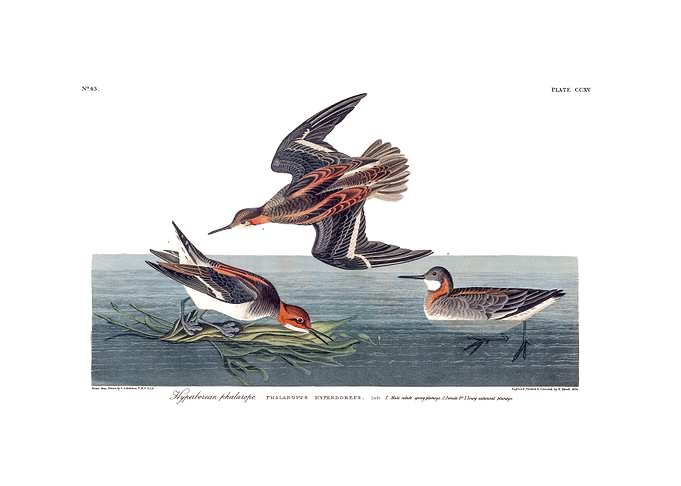 The Birds of America - Hyperborean phalarope