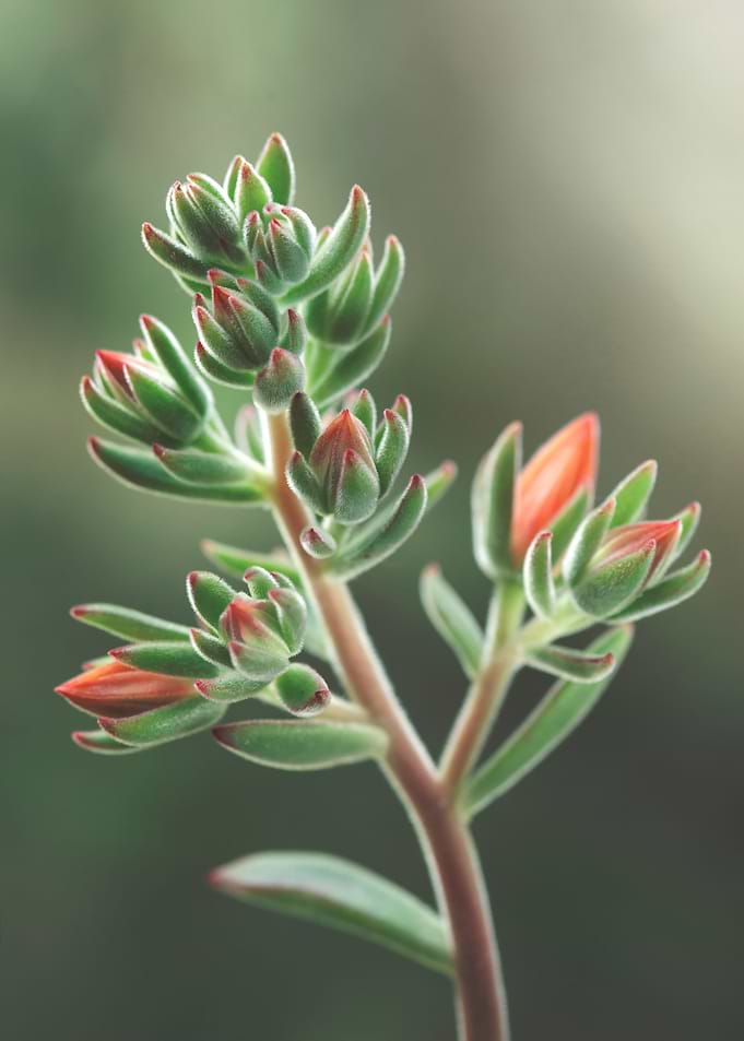 Succulent Plant with Red-Tipped Buds