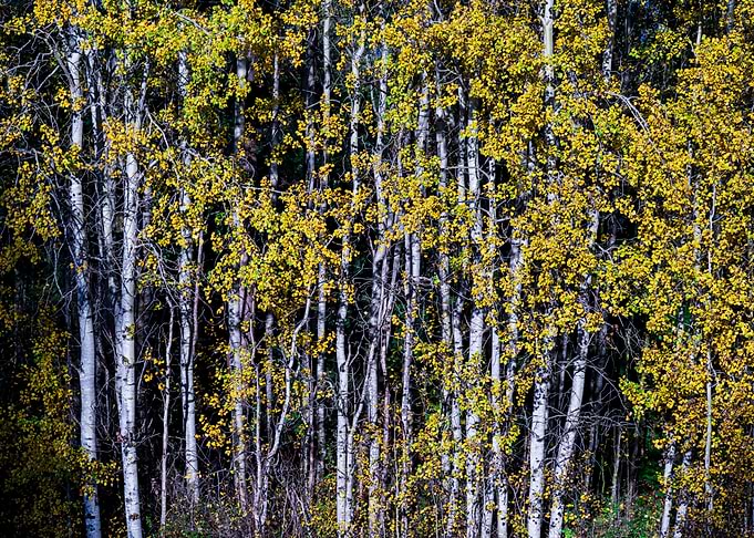 Autumn Birch Forest