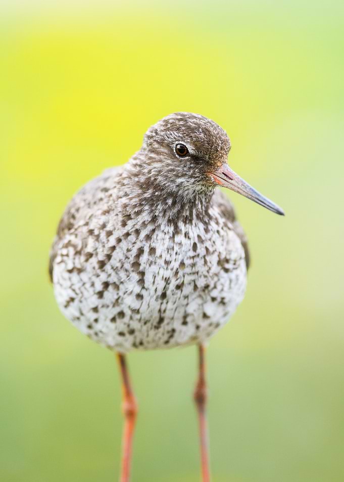 Redshank Bird Portrait