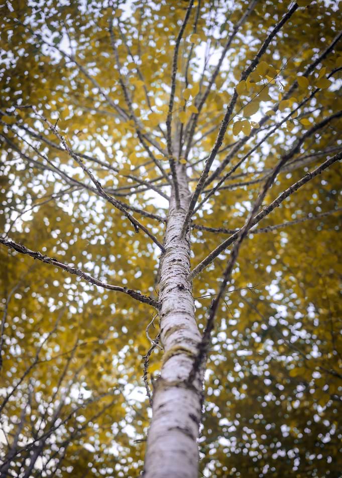 Birch Tree Canopy