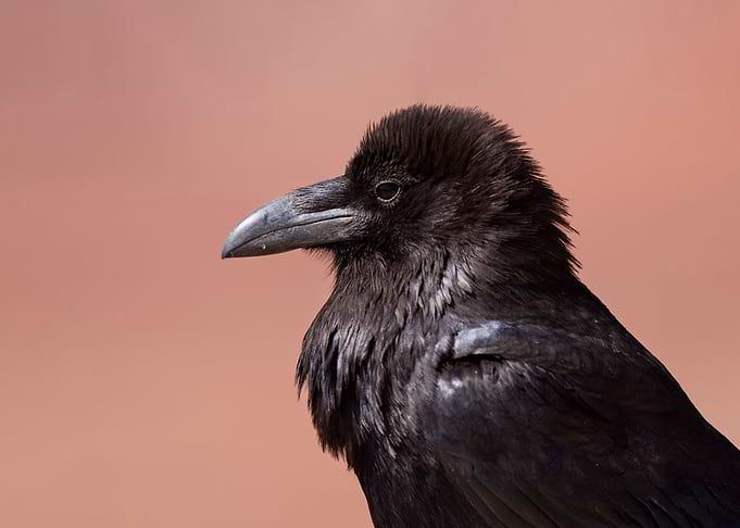 Common Raven