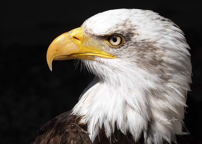 Bald Eagle Portrait