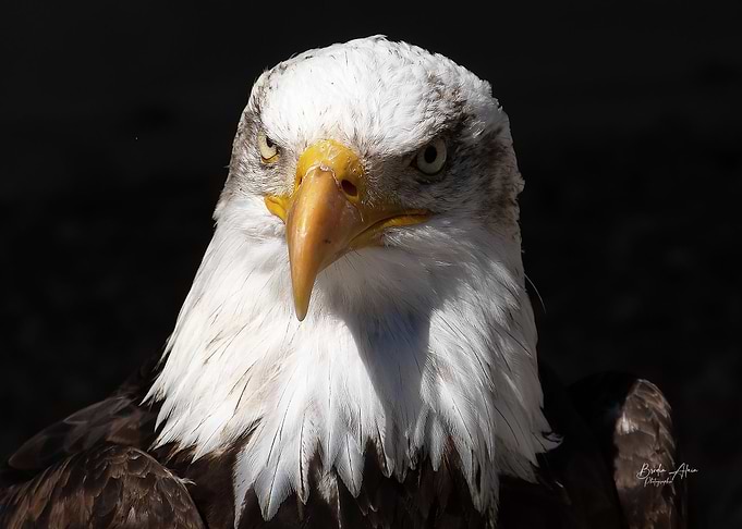 Bald Eagle Portrait