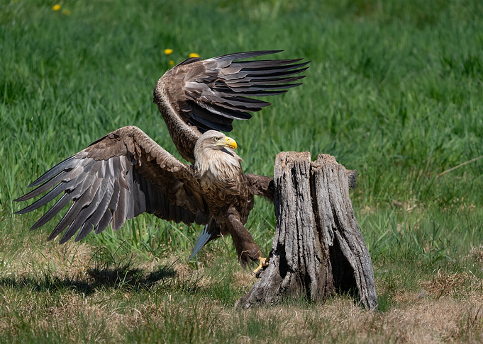 White-tailed eagle landing on a tree stump