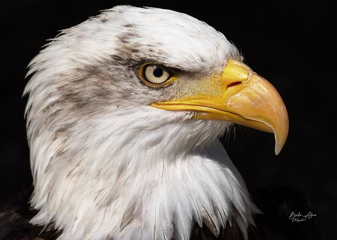 Bald Eagle Portrait