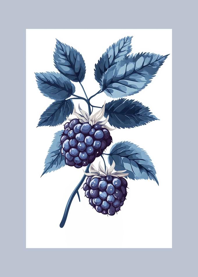 Blue Blackberry Botanical Illustration