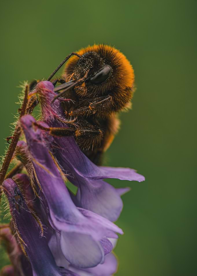 Bumblebee on Purple Flower