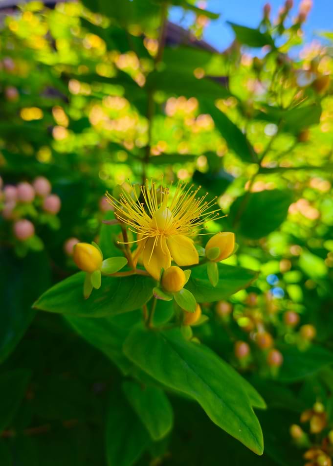 Yellow Flower with Green Leaves