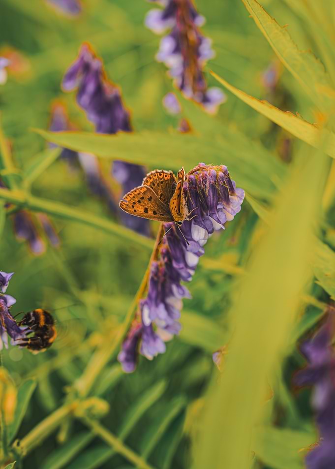 Butterfly on Purple Flowers