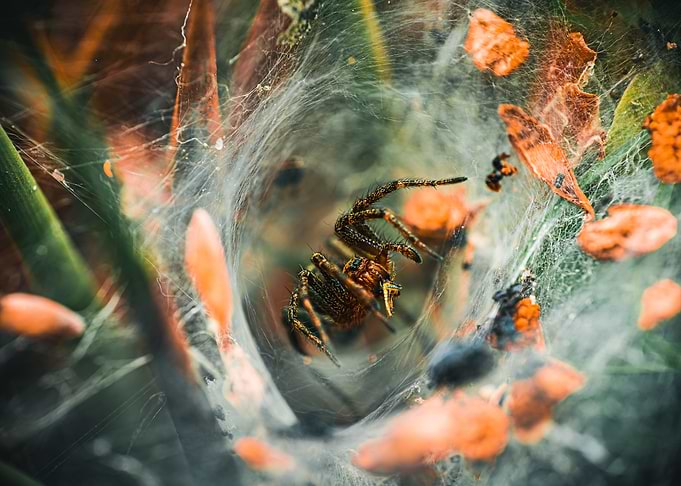 Spider in Web with Orange Leaves