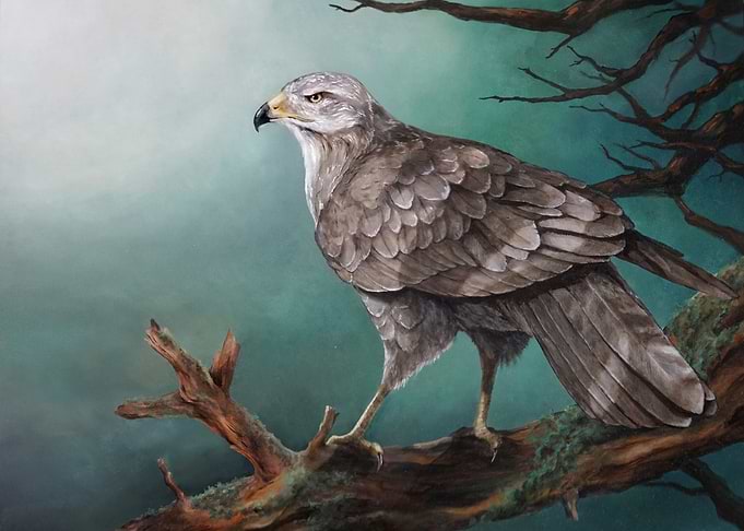 Hawk on Branch