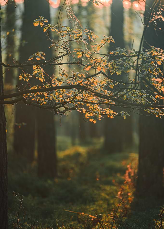 Sunlit Forest Canopy