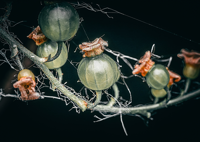 Gooseberries on a Branch