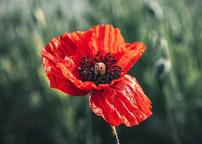 Vibrant Red Poppy Flower Close-Up