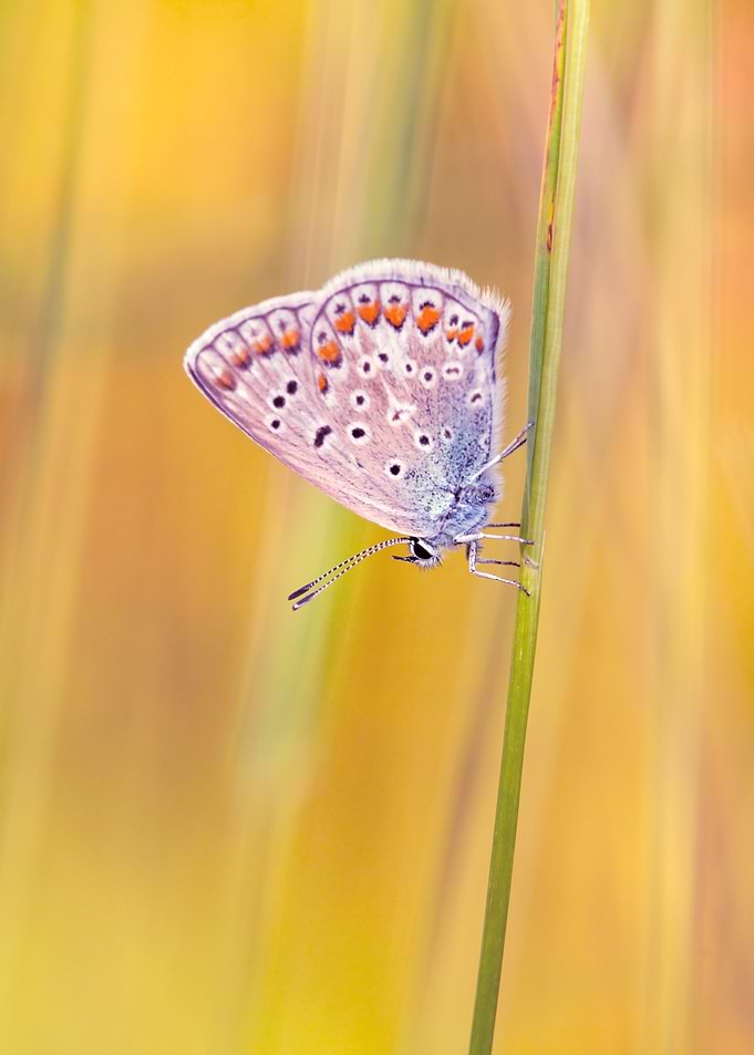 Butterfly on a blade of grass
