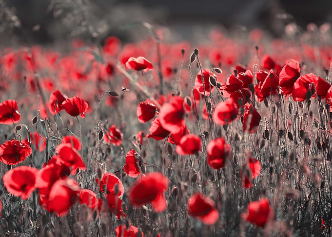 Field of Red Poppies