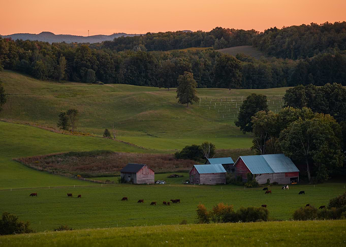 Rural Landscape with Farm and Cattle