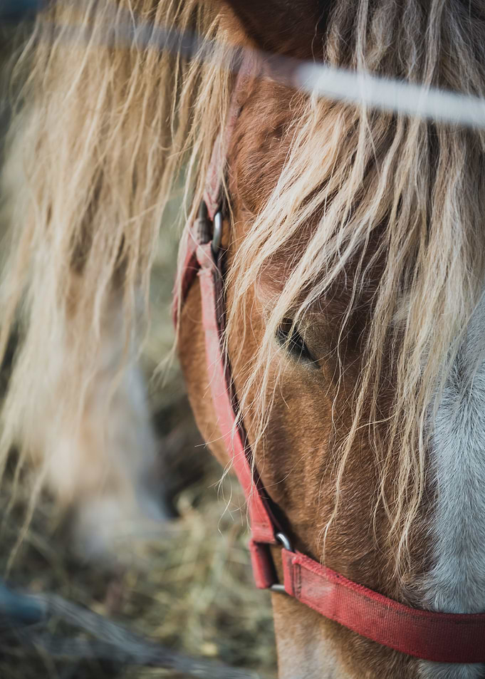 Close-up of a Brown Horse