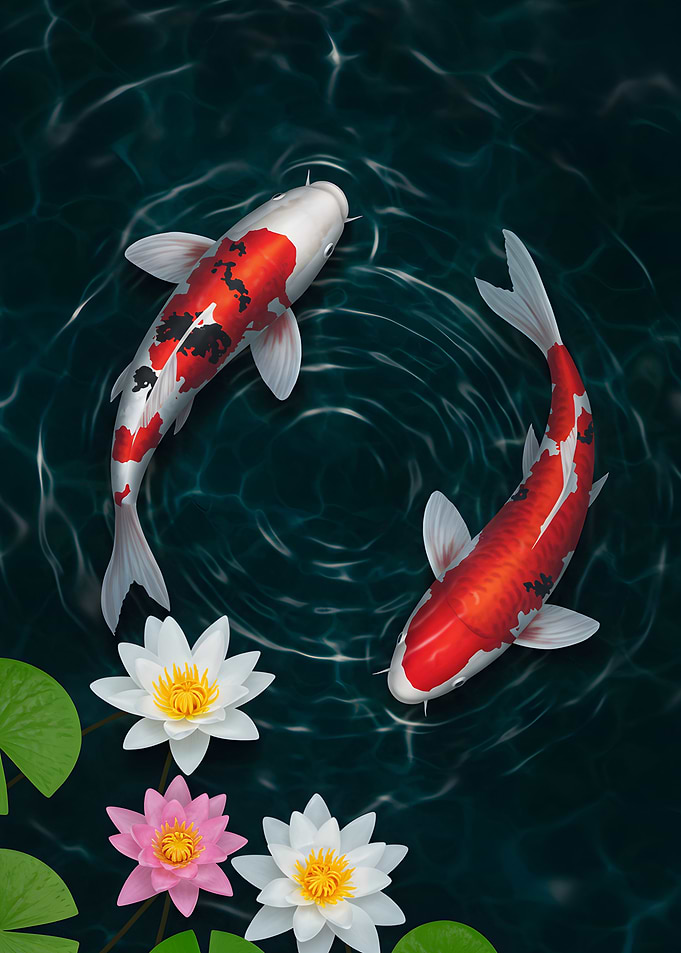 Koi Fish and Water Lilies