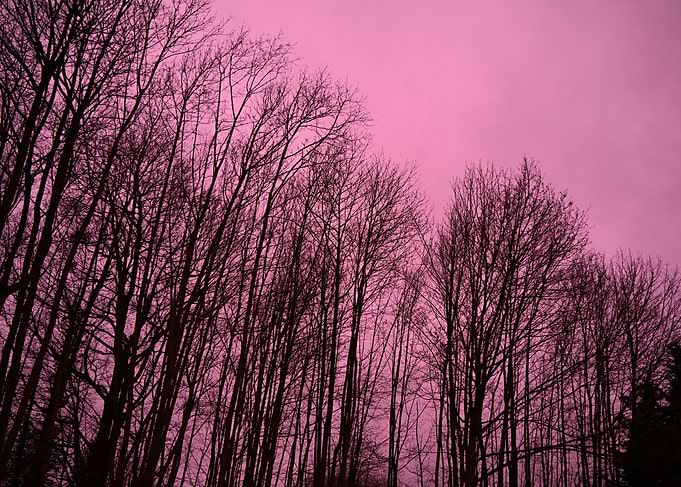 Bare Trees Against Pink Sky