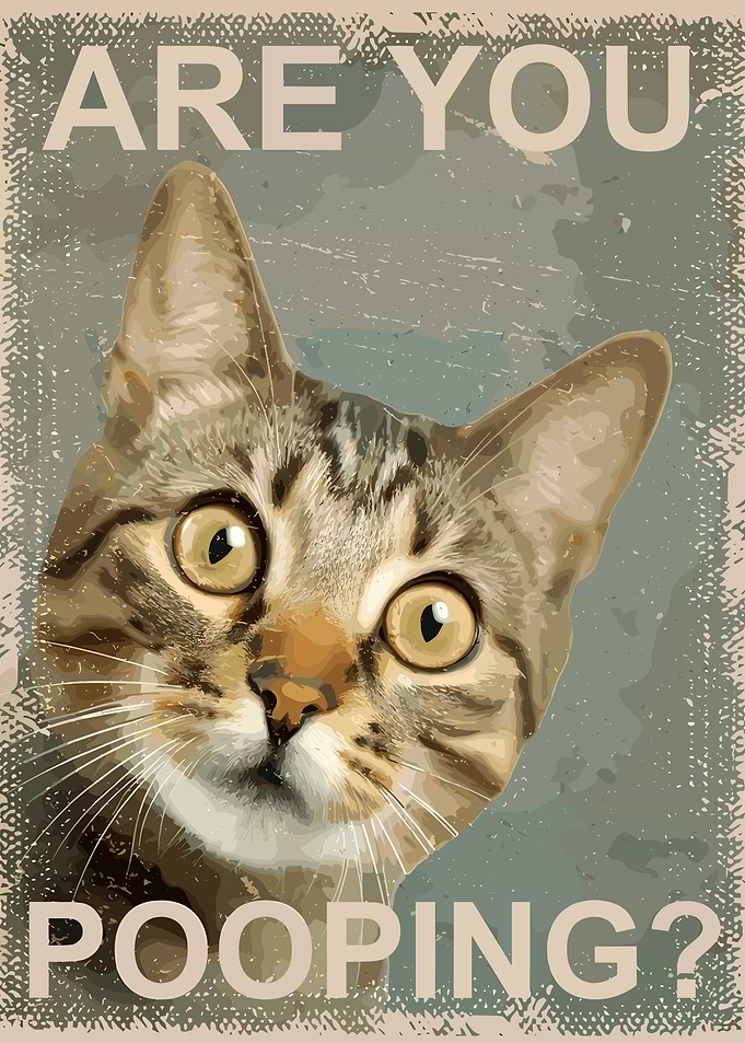 Are You Pooping? Cat Poster Funny