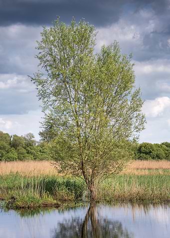Tree in Water Reflection
