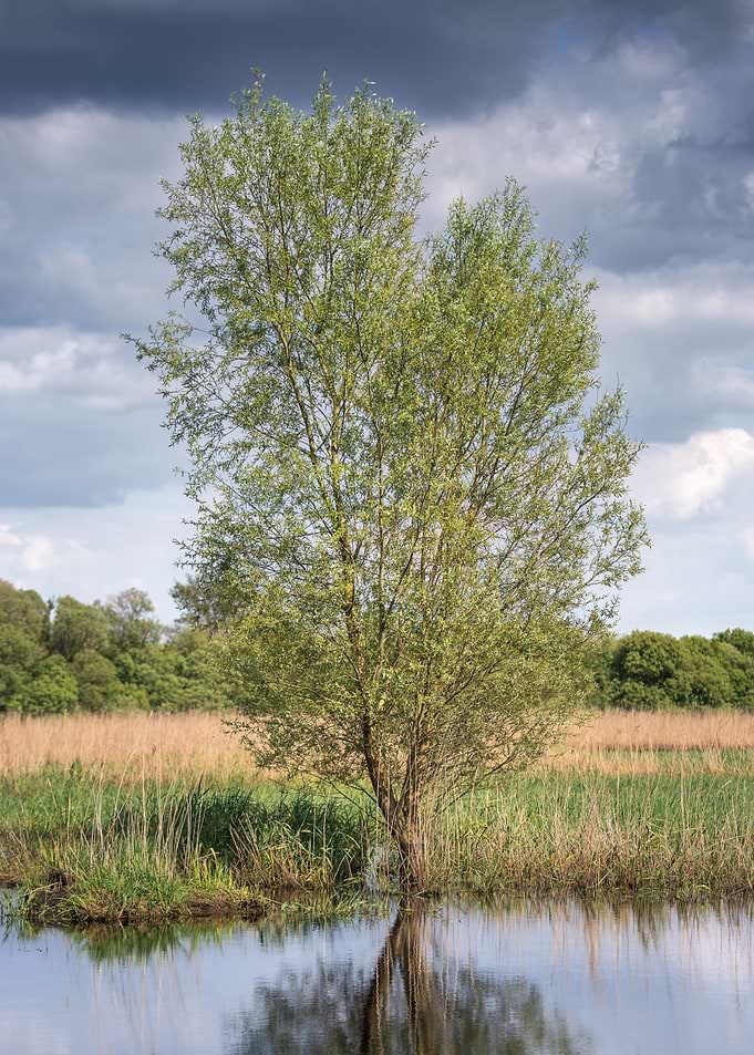 Tree in Water Reflection
