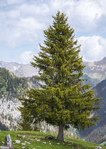Lone Tree in Mountainous Landscape