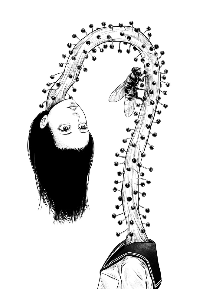 Drosera