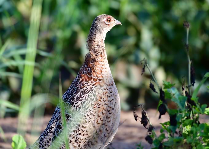 Pheasant in Natural Habitat